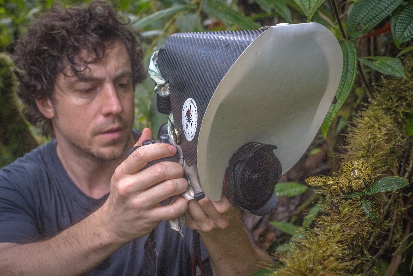 Birding and Harping